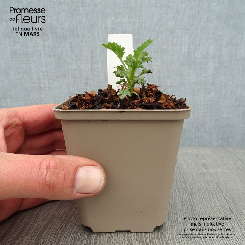 Example of Chrysanthème des jardins Goldmarianne - Chrysanthemum indicum Kweekpotje van 8/9 cm as you get in hiver