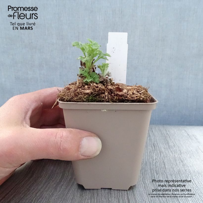 Exemplaar van Chrysanthemum indicum Goldmarianne - Tuinchrysant Kweekpotje van 8/9 cm zoals geleverd in de lente