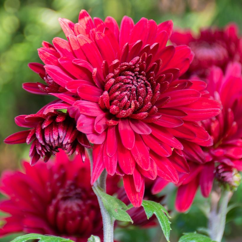 Chrysanthemum indicum Herbstrubin - Tuinchrysant (Bloei)