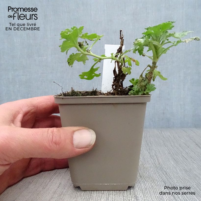 Example of Chrysanthemum indicum Julia - Tuinchrysant Kweekpotje van 8/9 cm as you get in hiver