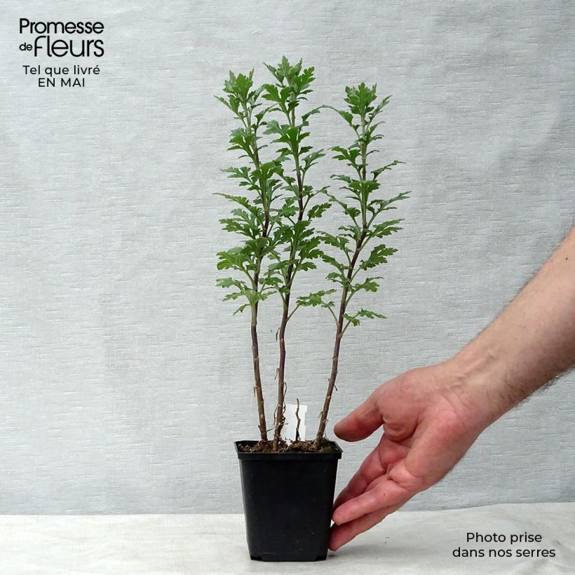 Exemplaar van Chrysanthemum indicum Julia - Tuinchrysant Kweekpotje van 8/9 cm zoals geleverd in de lente