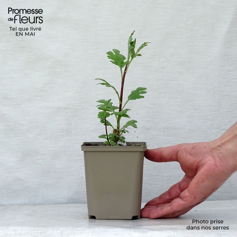 Exemplaar van Chrysanthemum indicum Brennpunkt - Chrysant Kweekpotje van 8/9 cm zoals geleverd in de lente