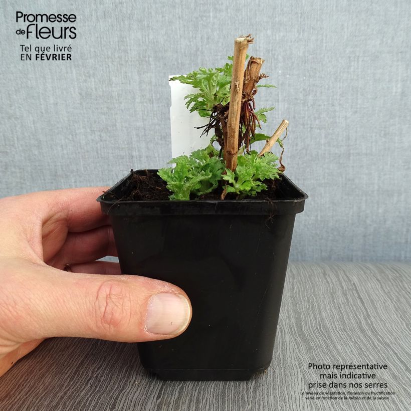 Example of Chrysanthème indicum Brennpunkt  - Chrysanthème des jardins  Kweekpotje van 8/9 cm as you get in hiver