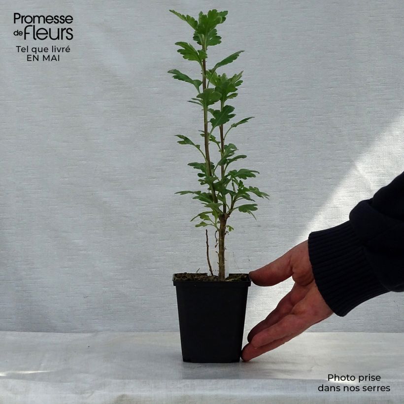 Exemplaar van Chrysanthemum indicum Poésie - Chrysant Kweekpotje van 8/9 cm zoals geleverd in de lente