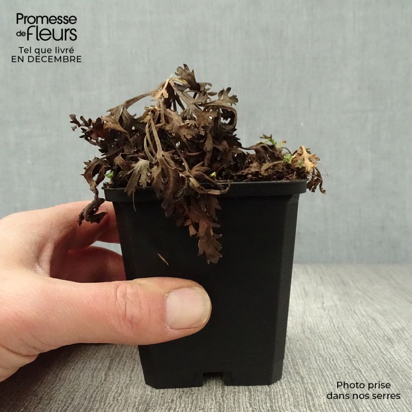 Example of Chrysanthemum rubellum Clara Curtis - Herfstchrysant Kweekpotje van 8/9 cm as you get in hiver