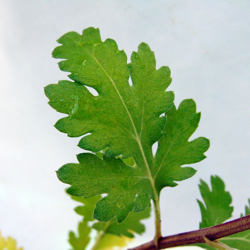 Chrysanthemum rubellum - Herfstchrysant (Foliage)