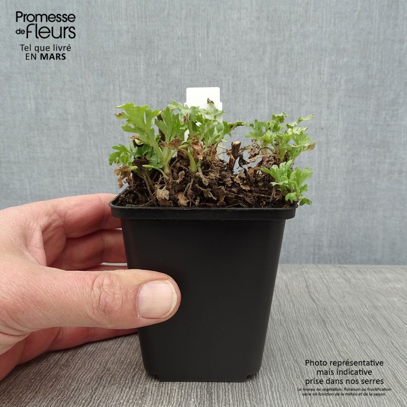 Example of Chrysanthemum rubellum - Herfstchrysant Kweekpotje van 8/9 cm as you get in hiver