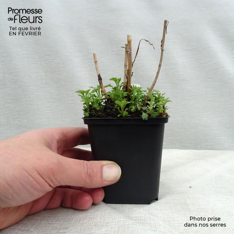 Example of Chrysanthème rubellum Duchess of Edinburgh - Marguerite d'automne Kweekpotje van 8/9 cm as you get in hiver