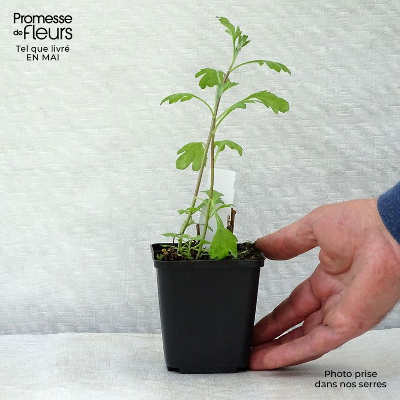 Exemplaar van Chrysanthemum rubellum Duchess of Edimburgh - Herfstchrysant Kweekpotje van 8/9 cm zoals geleverd in de lente