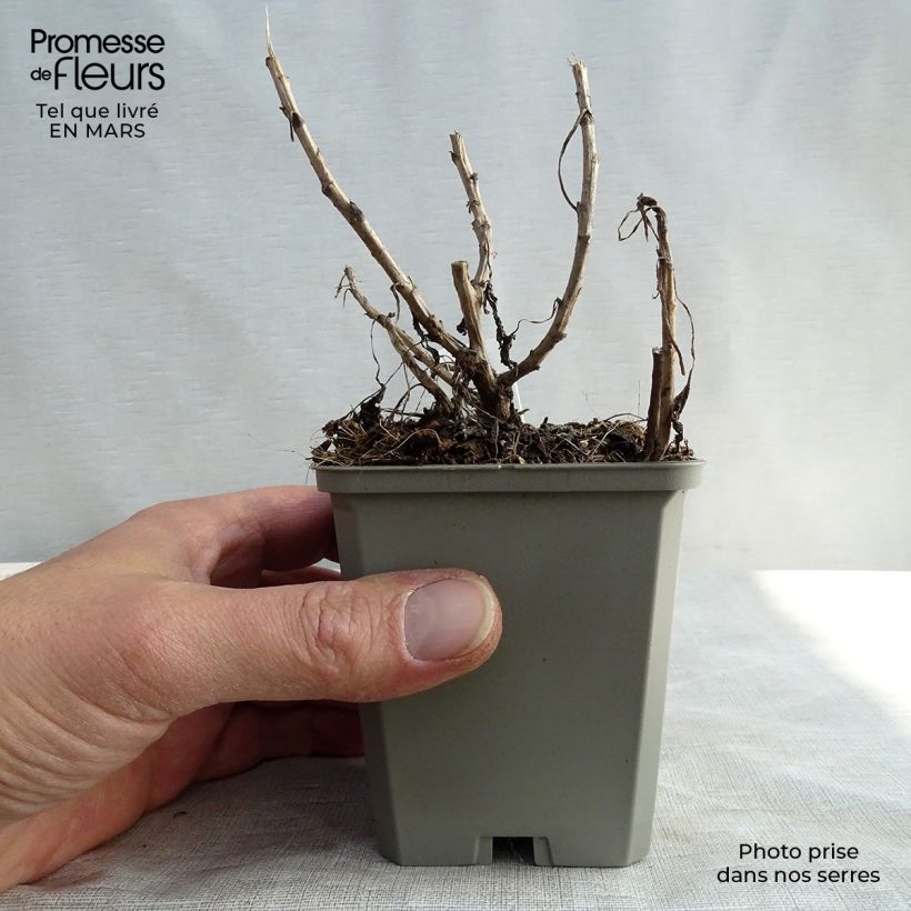 Example of Chrysanthemum rubellum Mary Stoker - Herfstchrysant Kweekpotje van 8/9 cm as you get in hiver