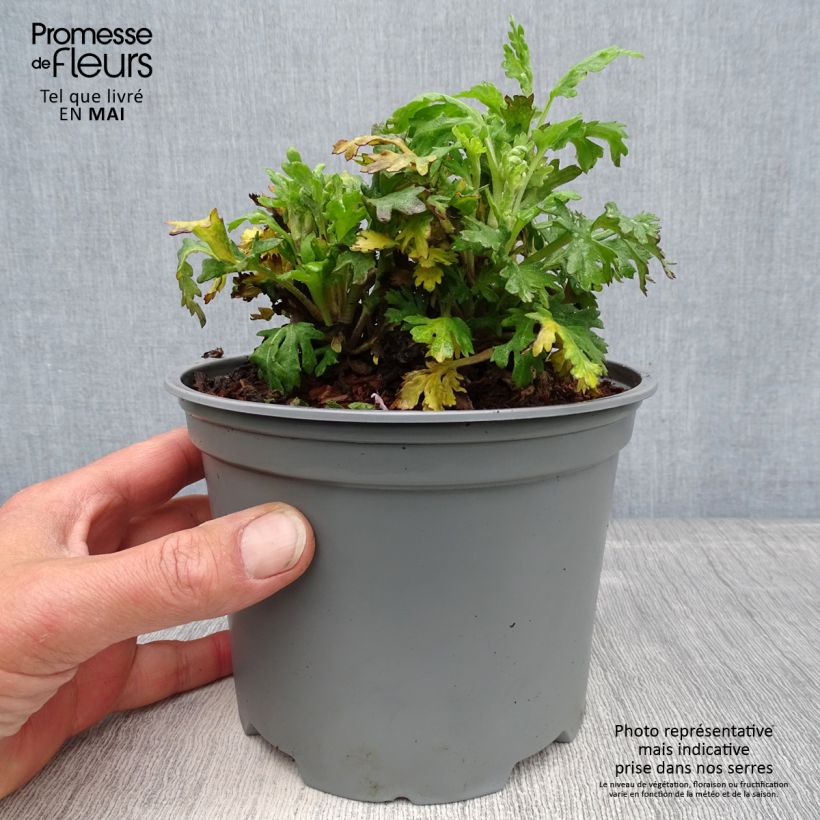 Example of Chrysanthemum indicum Cedie Mason - Tuinchrysant Pot van 2 l/3 l as you get in printemps