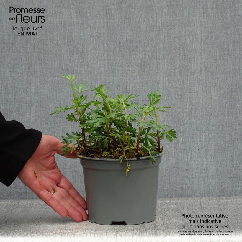 Exemplaar van Chrysanthemum rubellum Clara Curtis - Herfstchrysant Pot van 2 l/3 l zoals geleverd in de lente