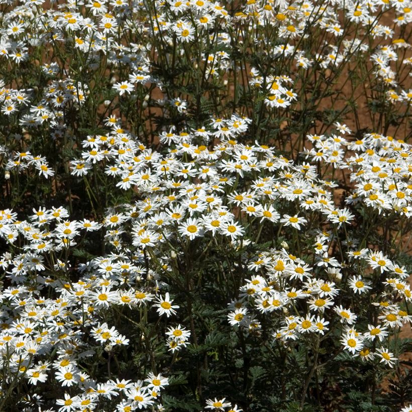 Tanacetum corymbosum - Wormkruid (Groeiplaats)