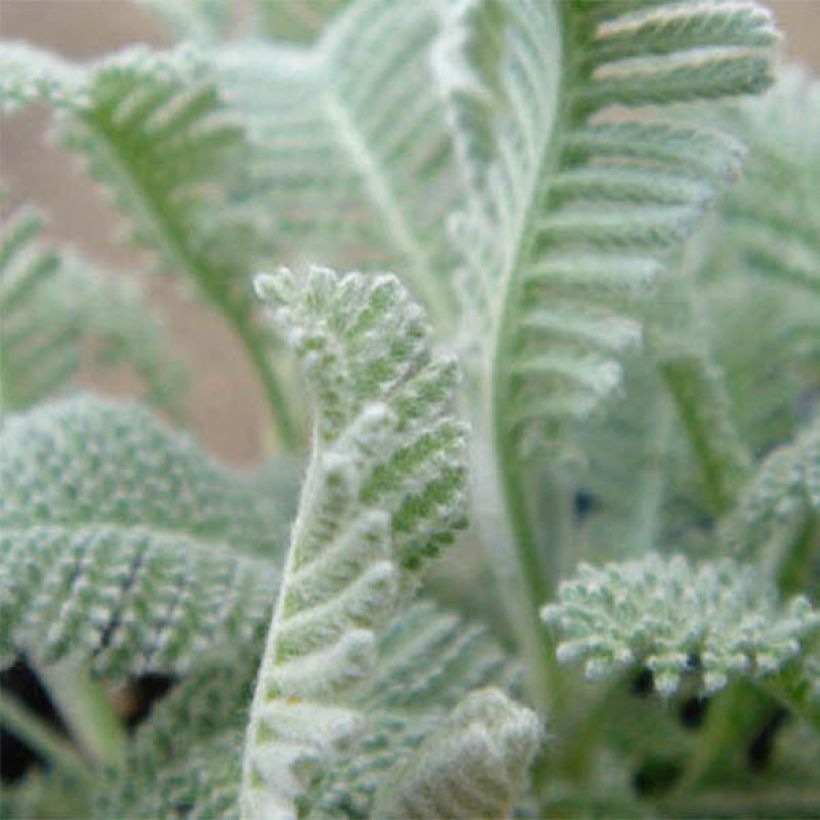 Tanacetum haradjanii - Wormkruid (Foliage)