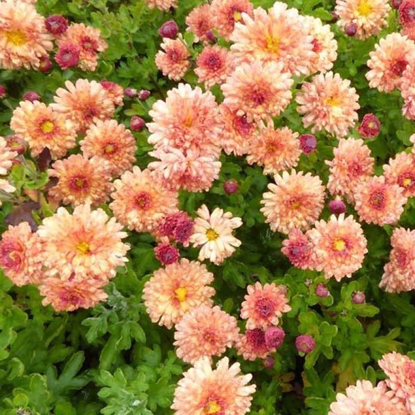 Chrysanthemum indicum Herbstbrokat - Tuinchrysant (Bloei)