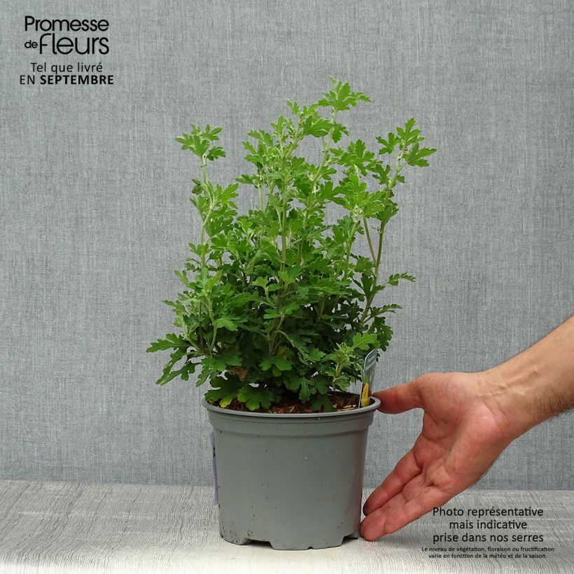 Exemplaar van Chrysanthemum indicum Nantyderry Sunshine - Tuinchrysant Pot van 2 l/3 l zoals geleverd in de herfst