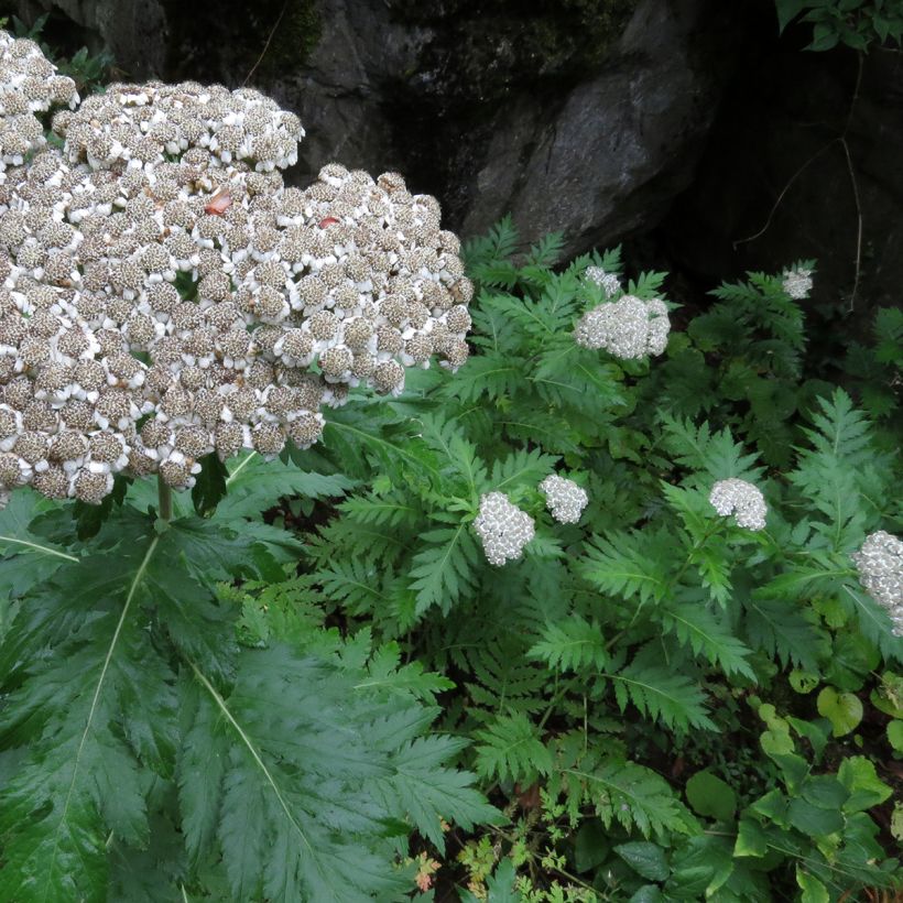 Chrysanthemum macrophyllum - Wormkruid (Groeiplaats)