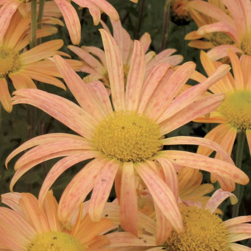 Chrysanthemum rubellum Mary Stoker - Herfstchrysant (Flowering)
