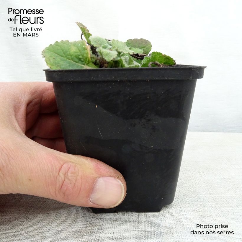 Exemplaar van Chrysogonum virginianum - geelster Kweekpotje van 8/9 cm zoals geleverd in de lente