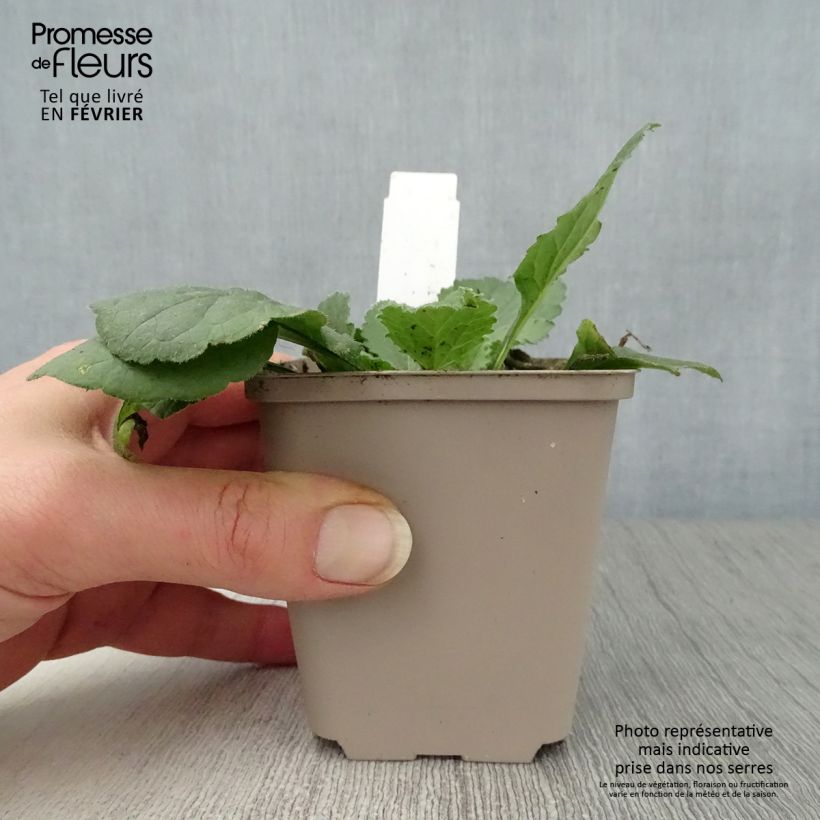 Example of Chrysogonum virginianum André Viette Kweekpotje van 8/9 cm as you get in hiver