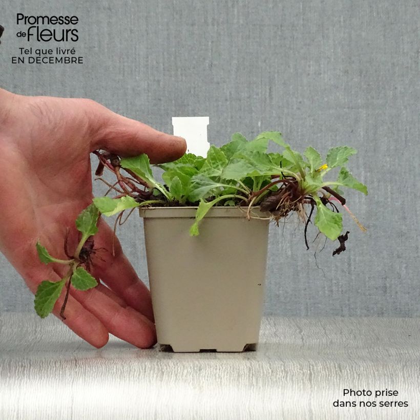 Example of Chrysogonum virginianum - Genou doré Kweekpotje van 8/9 cm as you get in hiver