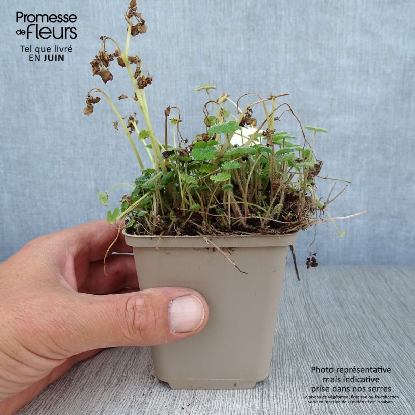 Exemplaar van Chrysosplenium alternifolium - Verspreidbladig goudveil Kweekpotje van 7/8 cm zoals geleverd in de zomer