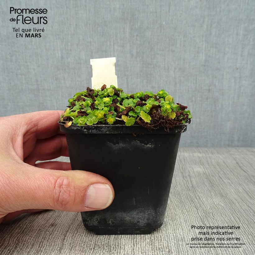 Example of Chrysosplenium davidianum - Dorine Kweekpotje van 8/9 cm as you get in hiver