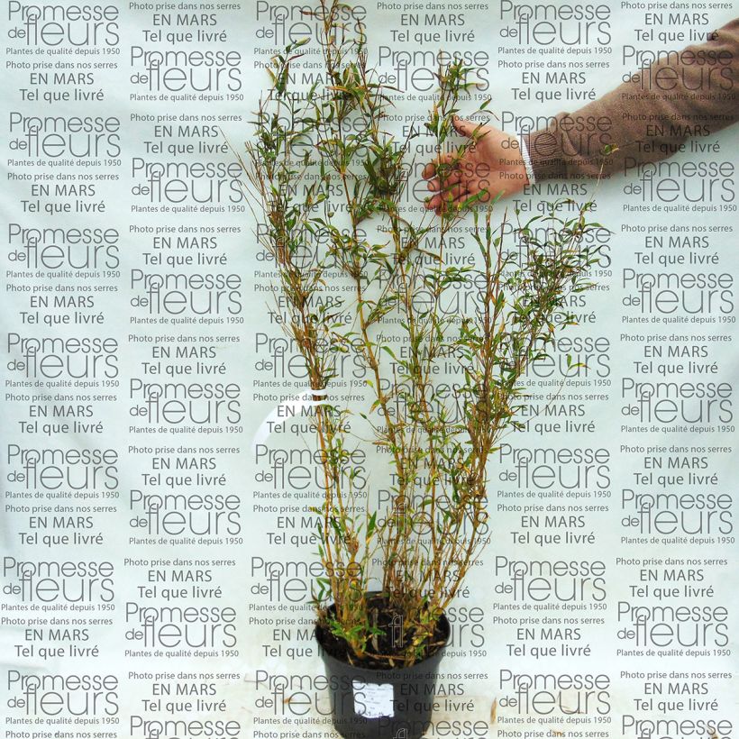 Voorbeeld van een exemplaar van Chusquea culeou - Andes-bamboe Pot van 4 l/5 l zoals geleverd