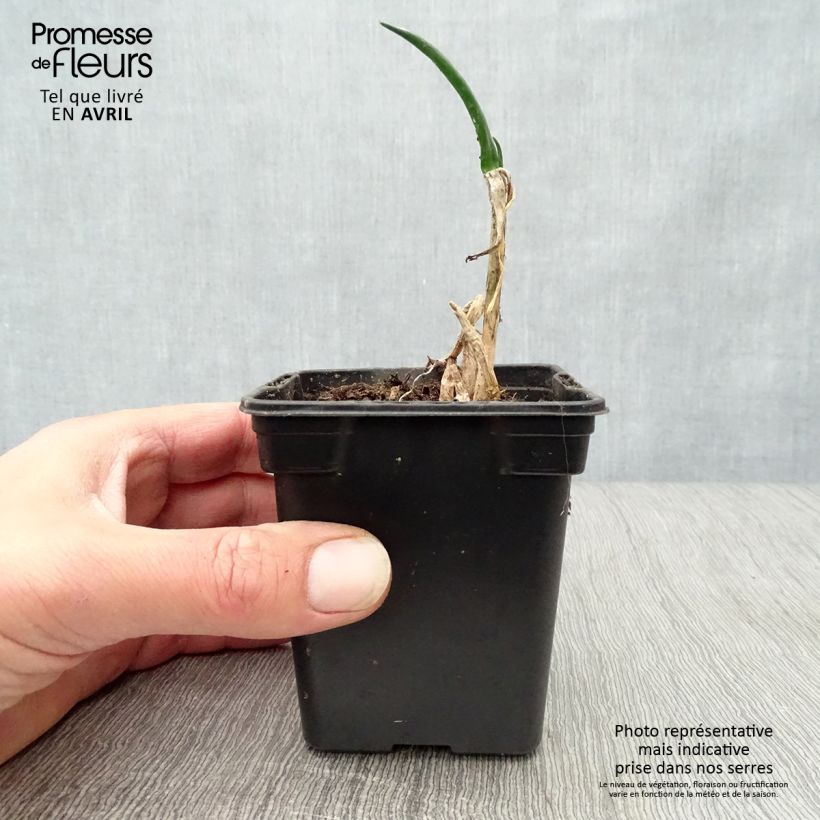 Exemplaar van Stengelui BIO - Allium fistulosum Kweekpotje van 7/8 cm zoals geleverd in de lente