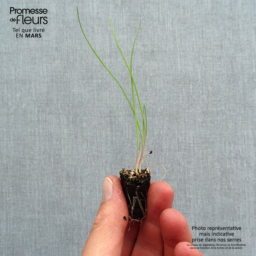 Exemplaar van Rode bosui (pootgoed) - Allium fistulosum Mini-mot Ø 1,5/2,5 cm zoals geleverd in de lente