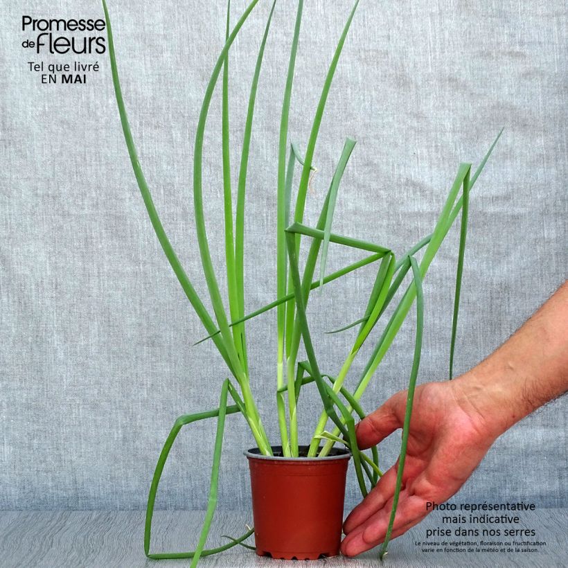 Exemplaar van Rode bosui (pootgoed) - Allium fistulosum Pot van 10 cm/11 cm zoals geleverd in de lente