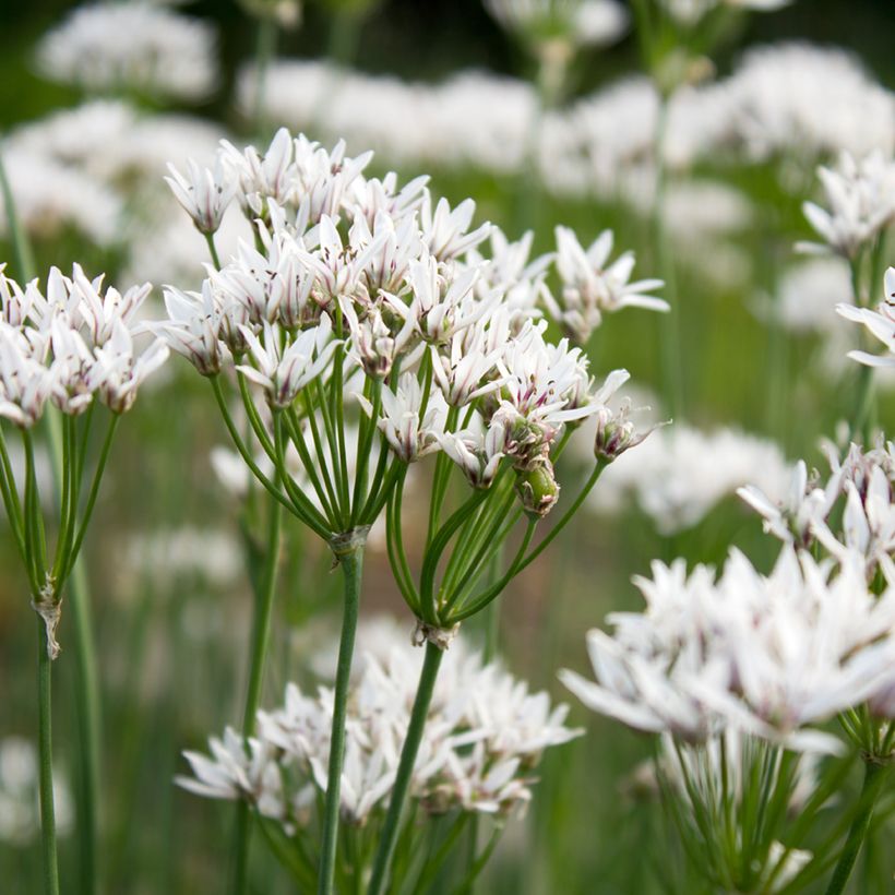 Allium ramosum - Chinese bieslook (Bloei)