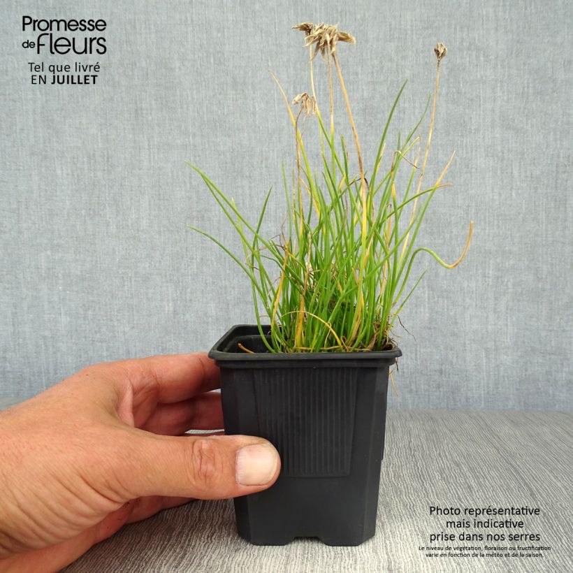 Exemplaar van Allium schoenoprasum Corsican White - Bieslook Kweekpotje van 8/9 cm zoals geleverd in de zomer