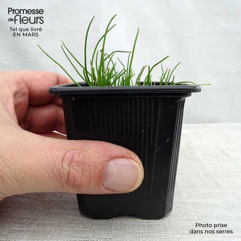 Exemplaar van Allium schoenoprasum Corsican White - Bieslook Kweekpotje van 8/9 cm zoals geleverd in de lente