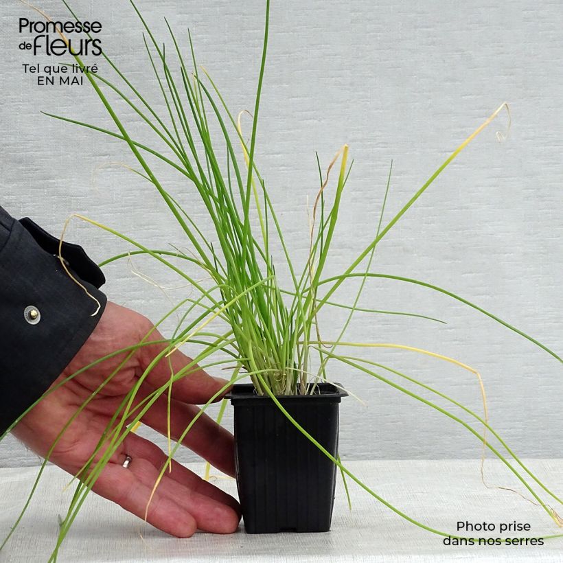 Exemplaar van Bieslook - Allium schoenoprasum Kweekpotje van 8/9 cm zoals geleverd in de lente