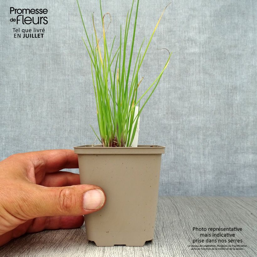 Exemplaar van Allium schoenoprasum Rising Star - Bieslook Kweekpotje van 8/9 cm zoals geleverd in de zomer
