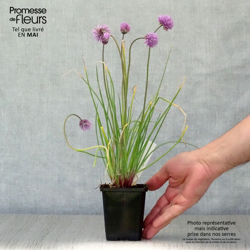 Exemplaar van Allium schoenoprasum Rising Star - Bieslook Kweekpotje van 8/9 cm zoals geleverd in de lente