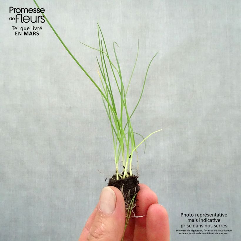 Exemplaar van Bieslook - Allium schoenoprasum (pootgoed) Mini-mot Ø 3/4 cm zoals geleverd in de lente