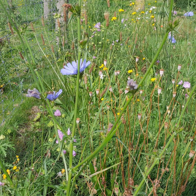 Cichorium intybus - Wilde cichorei (Groeiplaats)