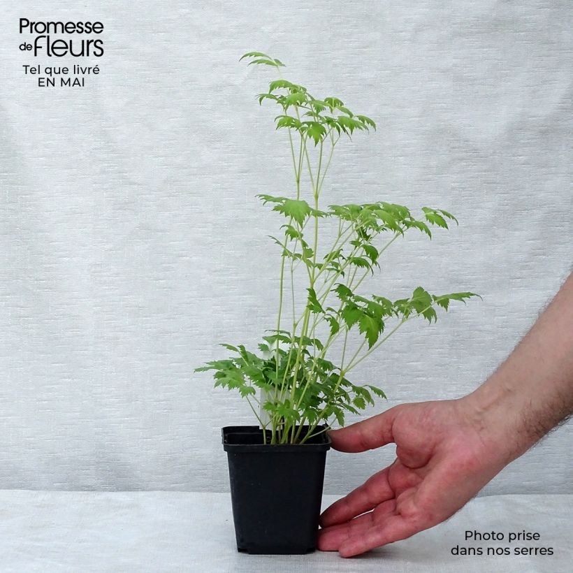 Exemplaar van Actaea matsumurae White Pearl - Zilverkaars Kweekpotje van 8/9 cm zoals geleverd in de lente