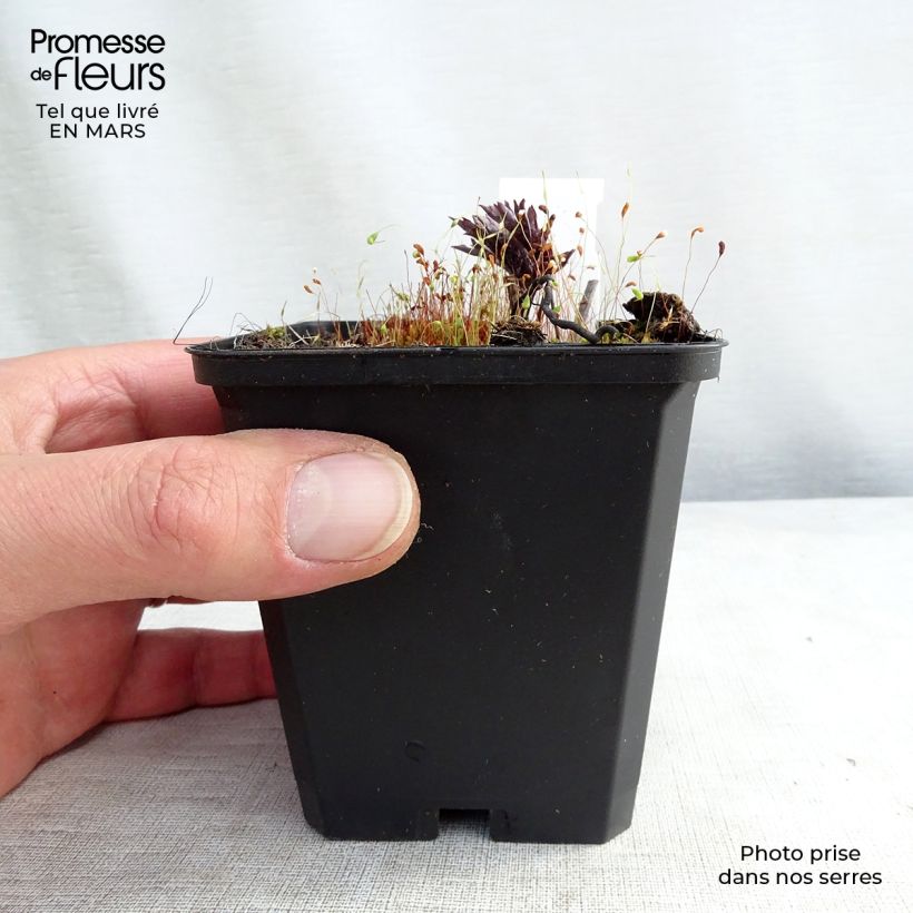 Exemplaar van Actaea simplex Brunette - Zilverkaars Kweekpotje van 8/9 cm zoals geleverd in de lente