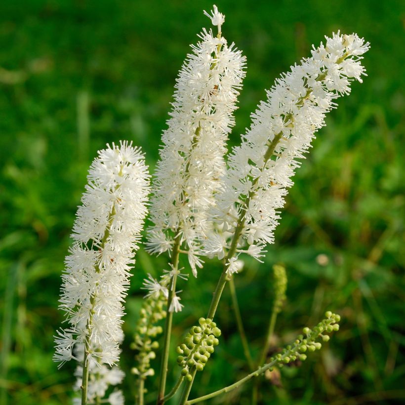 Actaea arizonica - Zilverkaars (Bloei)