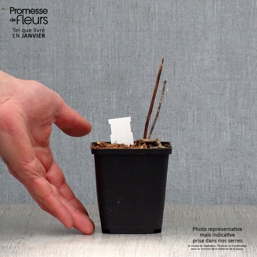 Example of Cierge d'argent - Cimicifuga ou Actaea biternata Kweekpotje van 8/9 cm as you get in hiver