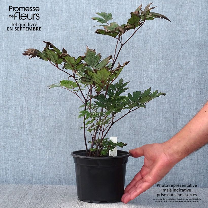 Exemplaar van Actaea simplex Atropurpurea - Zilverkaars Pot van 2 l/3 l zoals geleverd in de herfst