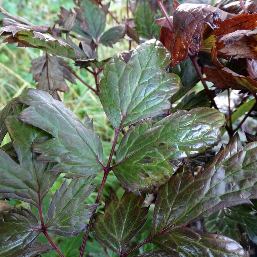 Actaea simplex Atropurpurea - Zilverkaars (Foliage)