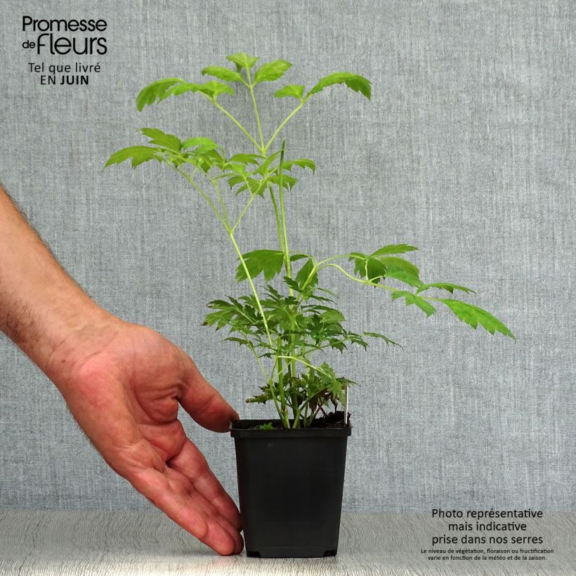 Exemplaar van Actaea matsumurae White Pearl - Zilverkaars Kweekpotje van 8/9 cm zoals geleverd in de zomer
