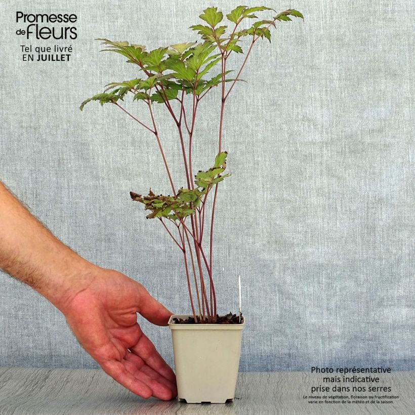 Exemplaar van Actaea simplex Atropurpurea - Zilverkaars Kweekpotje van 8/9 cm zoals geleverd in de zomer