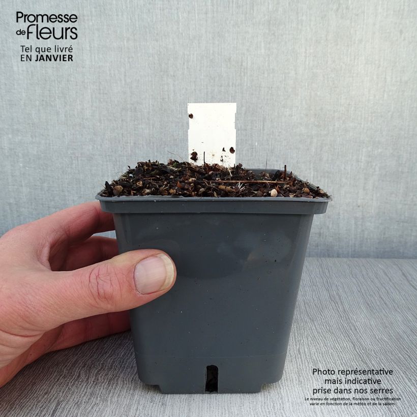 Example of Actaea Black Negligee - Zilverkaars Pot van 1 l/1,5 l as you get in hiver