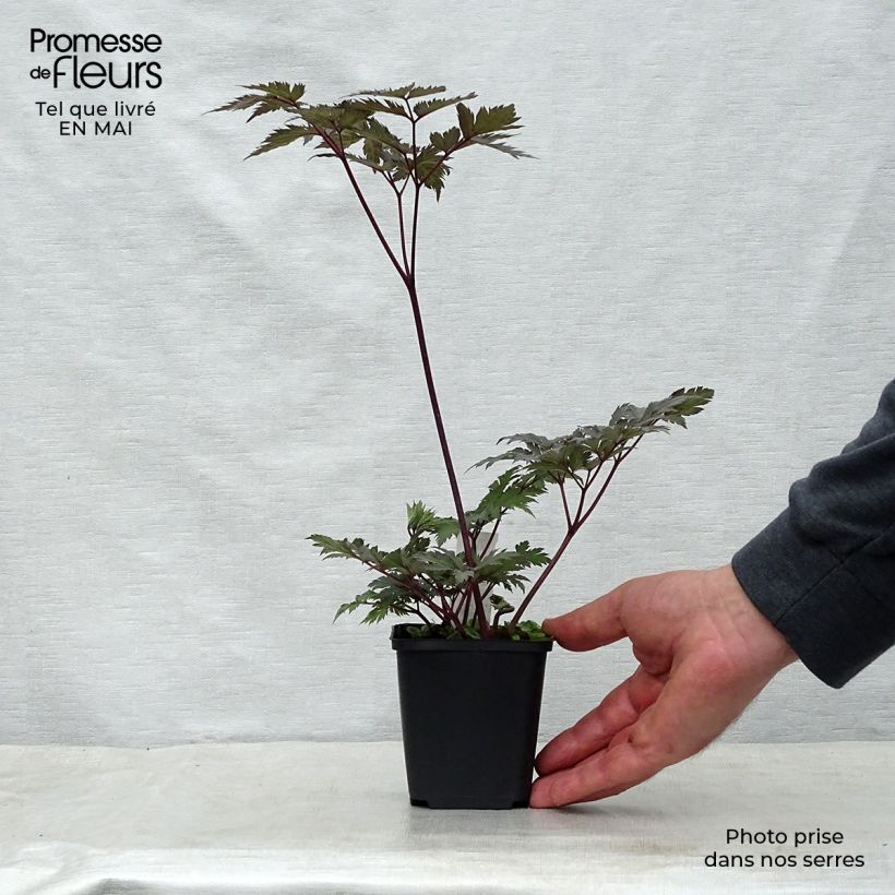 Exemplaar van Actaea simplex Carbonella - Zilverkaars Kweekpotje van 8/9 cm zoals geleverd in de lente