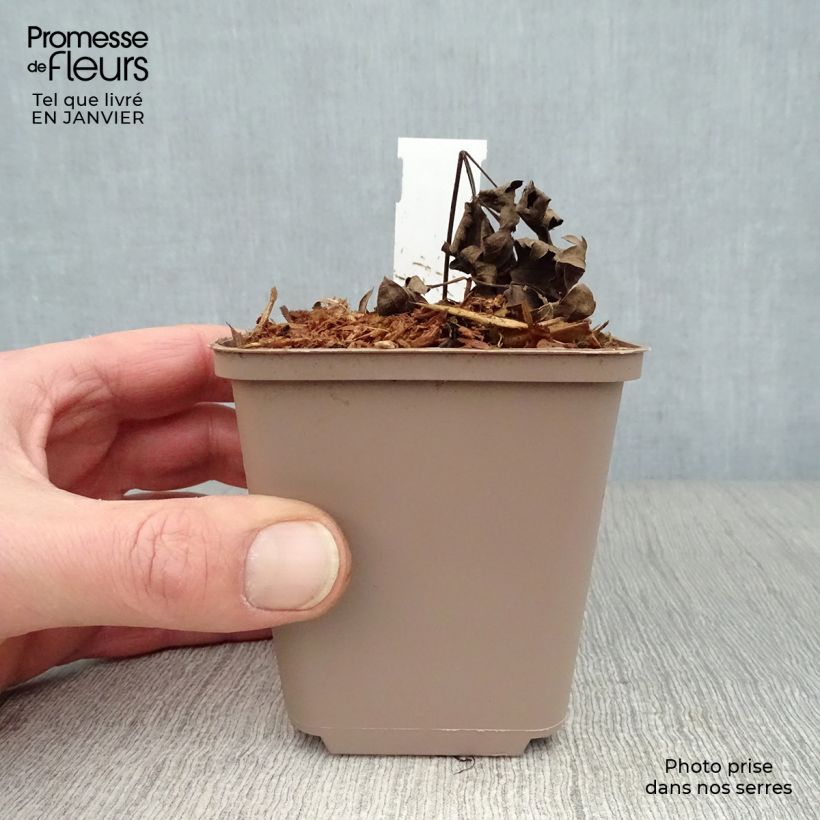 Example of Actaea simplex Carbonella - Zilverkaars Kweekpotje van 8/9 cm as you get in hiver